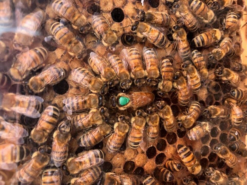 kuningatarmehiläinen,mehiläinen,mehiläiset,hunaja,arctic honey,mehiläistarha
